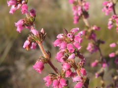 Erica parviflora