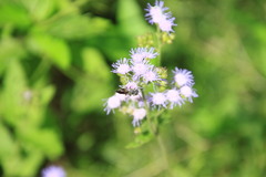 Coelioxys modestus