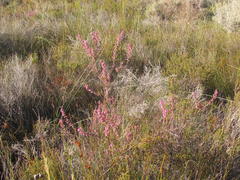 Erica parviflora