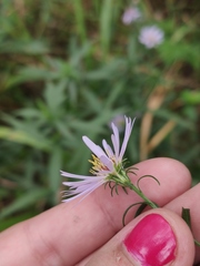 Symphyotrichum