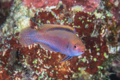 Cirrhilabrus beauperryi