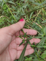 Symphyotrichum