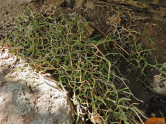 Selaginella mutica