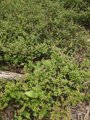 Vaccinium myrtillus