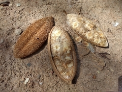 Amphilophium crucigerum