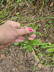 Capsella bursa-pastoris