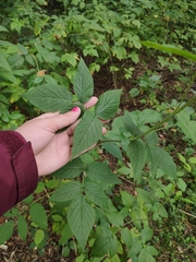 Rubus idaeus