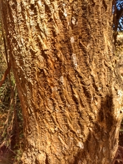 Amphilophium crucigerum