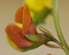 Lebeckia grandiflora