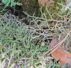 Selaginella mutica