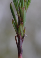 Lebeckia grandiflora