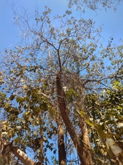 Amphilophium crucigerum