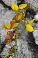 Lebeckia grandiflora