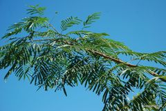 Senegalia polyphylla