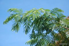 Senegalia polyphylla