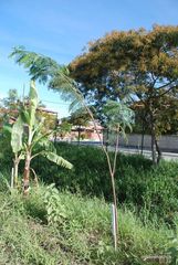 Senegalia polyphylla