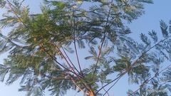 Senegalia polyphylla