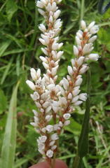 Persicaria madagascariensis
