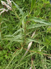 Persicaria madagascariensis