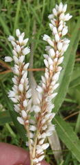 Persicaria madagascariensis