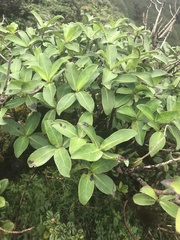 Kadua