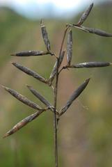 Wiborgiella inflata