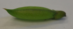 Wiborgiella inflata