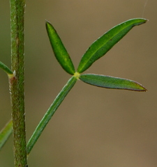 Wiborgiella inflata