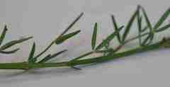 Wiborgiella inflata