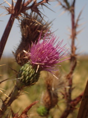 Cirsium hydrophilum hydrophilum