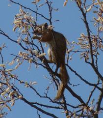 Paraxerus cepapi cepapi