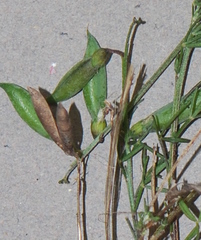 Wiborgiella inflata