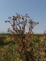 Cirsium hydrophilum hydrophilum