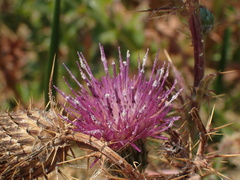 Cirsium hydrophilum hydrophilum
