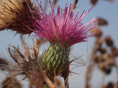 Cirsium hydrophilum hydrophilum
