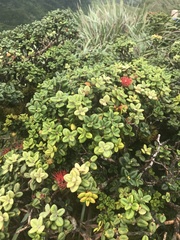 Metrosideros rugosa