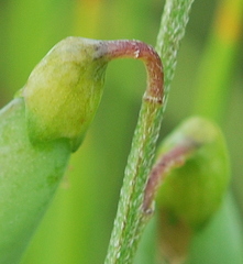 Wiborgiella inflata