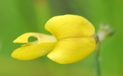 Wiborgiella inflata