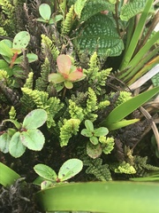 Adenophorus tamariscinus