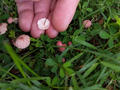 Marasmius pulcherripes