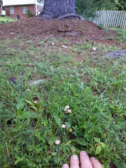 Marasmius pulcherripes