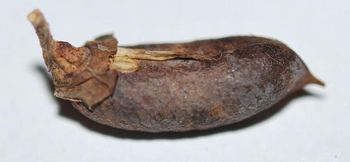 Ruens Pennypea (Wiborgiella bowieana)