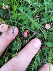 Marasmius pulcherripes