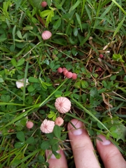 Marasmius pulcherripes