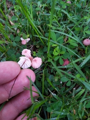 Marasmius pulcherripes