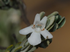 Pityrodia hemigenioides