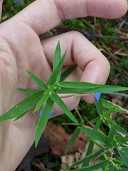 Dichanthelium dichotomum