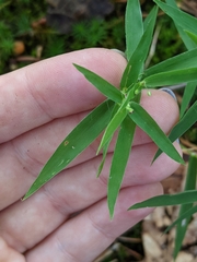 Dichanthelium dichotomum