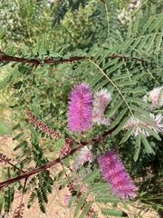 Mimosa dysocarpa