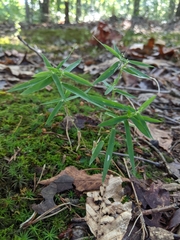 Dichanthelium dichotomum